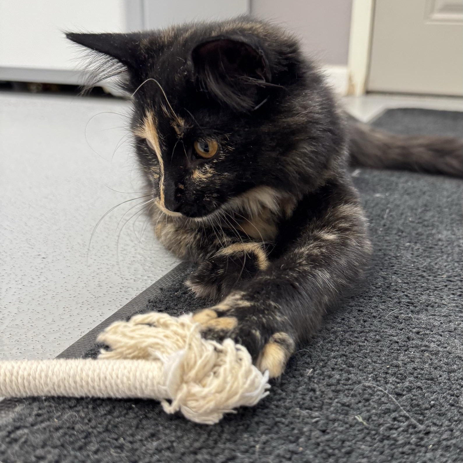 Enlarge Nori, a Adopted Domestic Long Hair in Morris, MN image 5/6