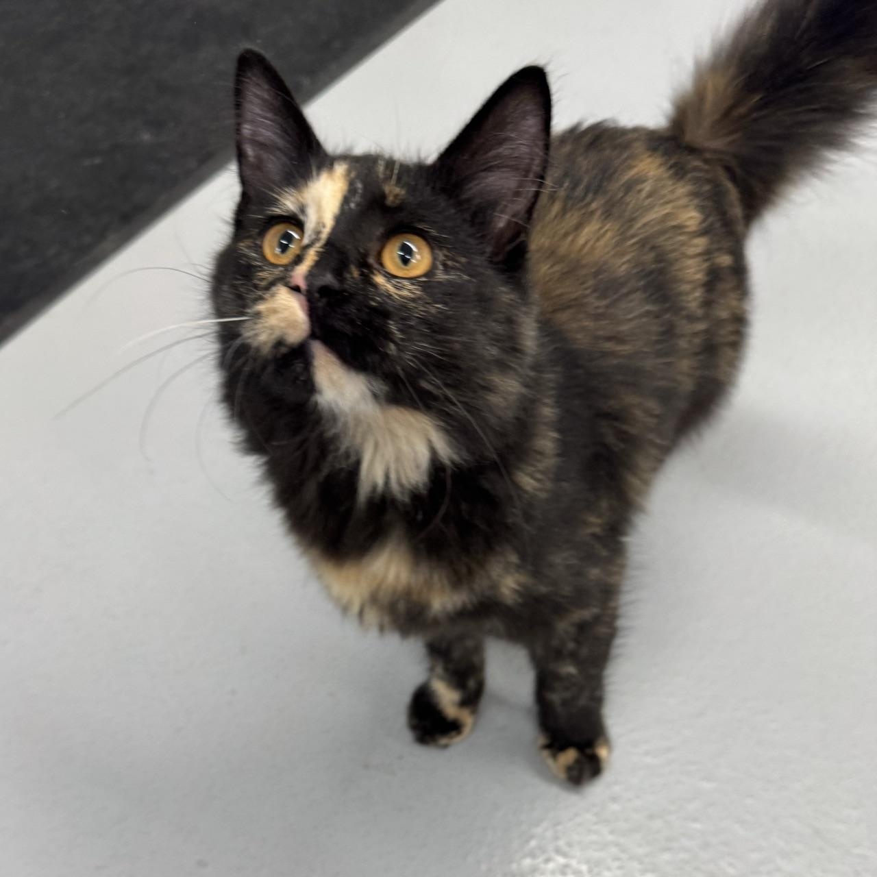 Enlarge Nori, a Adopted Domestic Long Hair in Morris, MN image 1/6