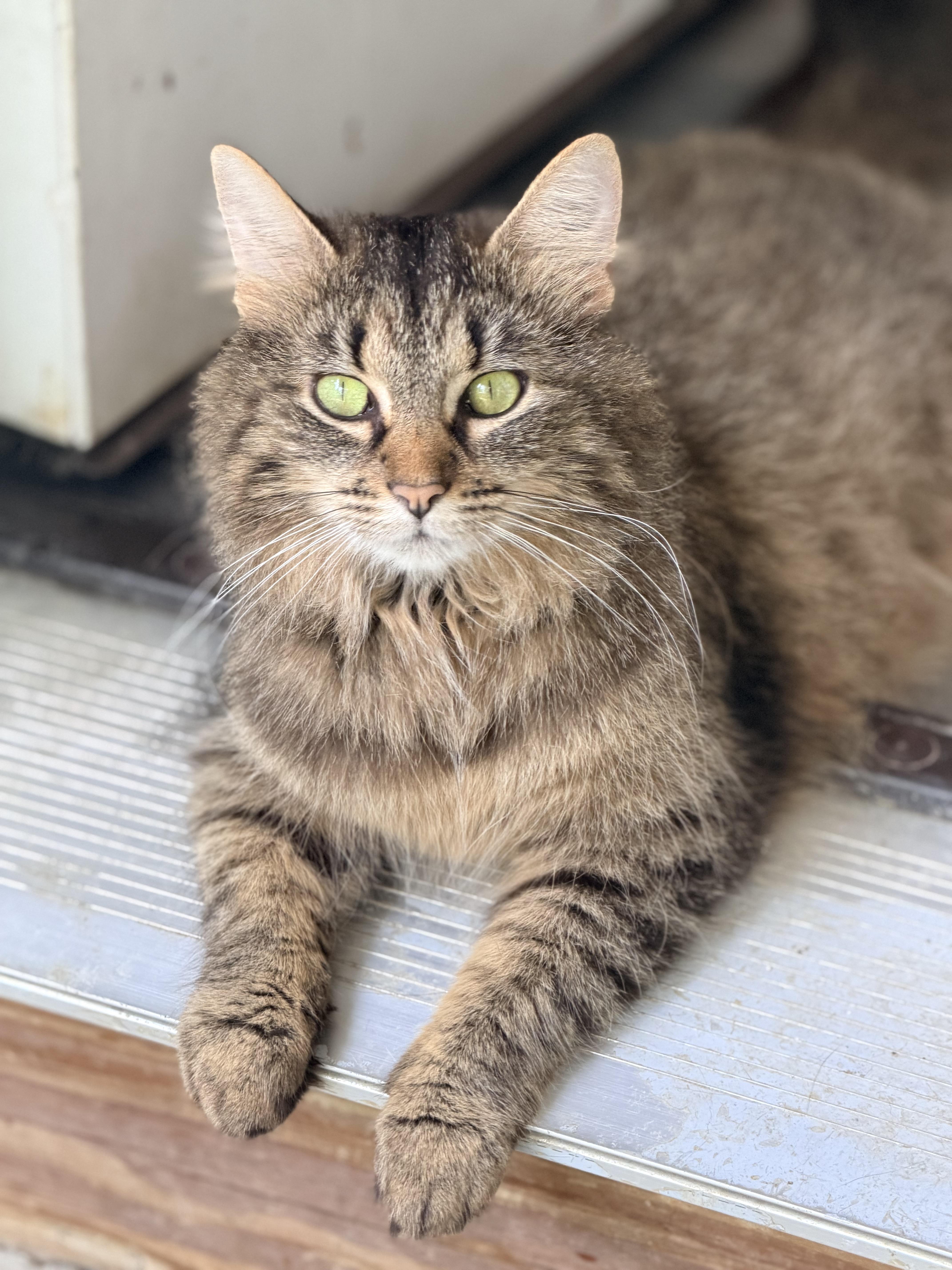Minerva, adopted, Adult Female Maine Coon & Tabby.