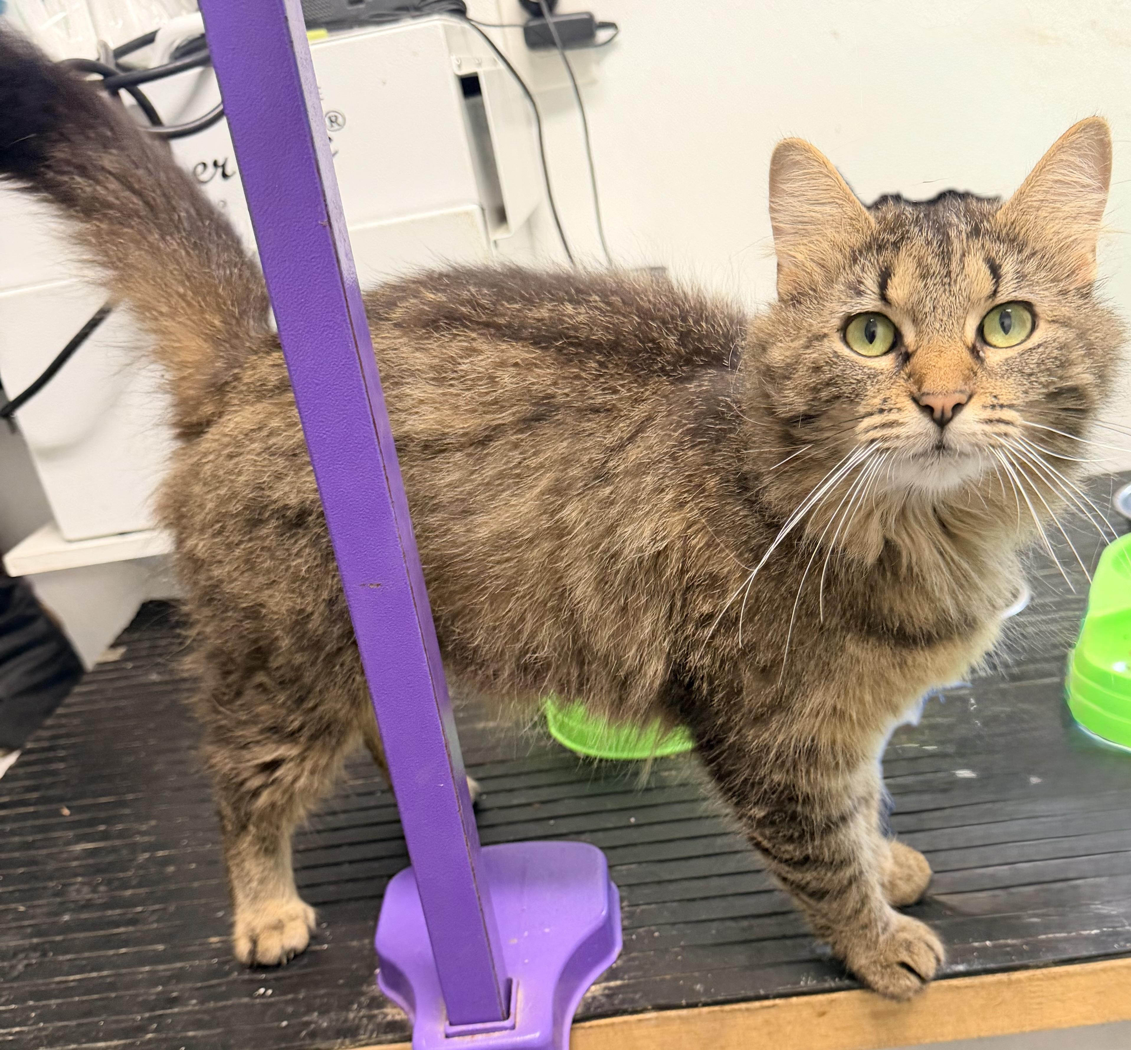 Minerva, an adopted mixed breed in Pittsburgh, PA image 6/6