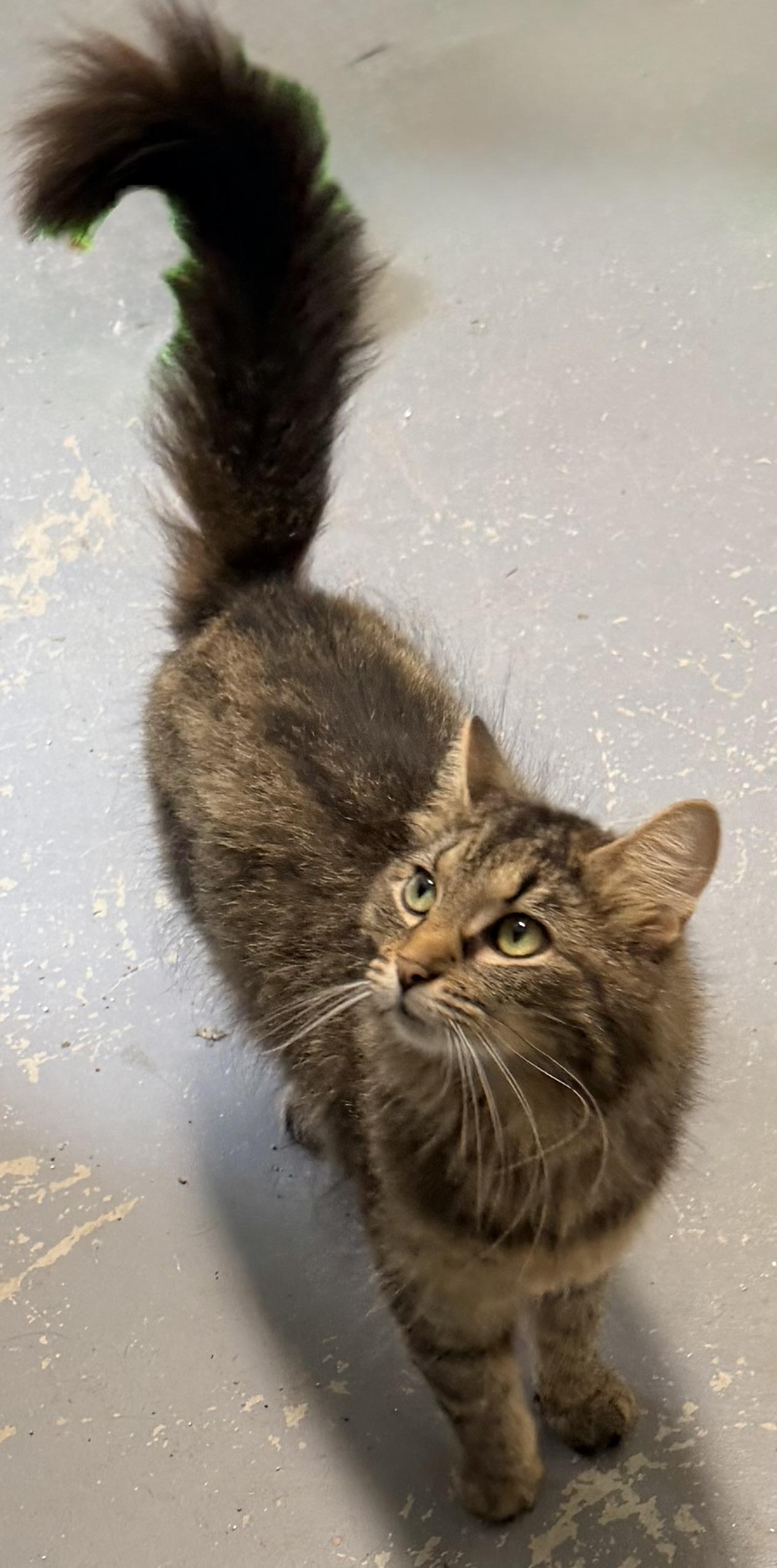 Minerva, an adopted mixed breed in Pittsburgh, PA image 4/6
