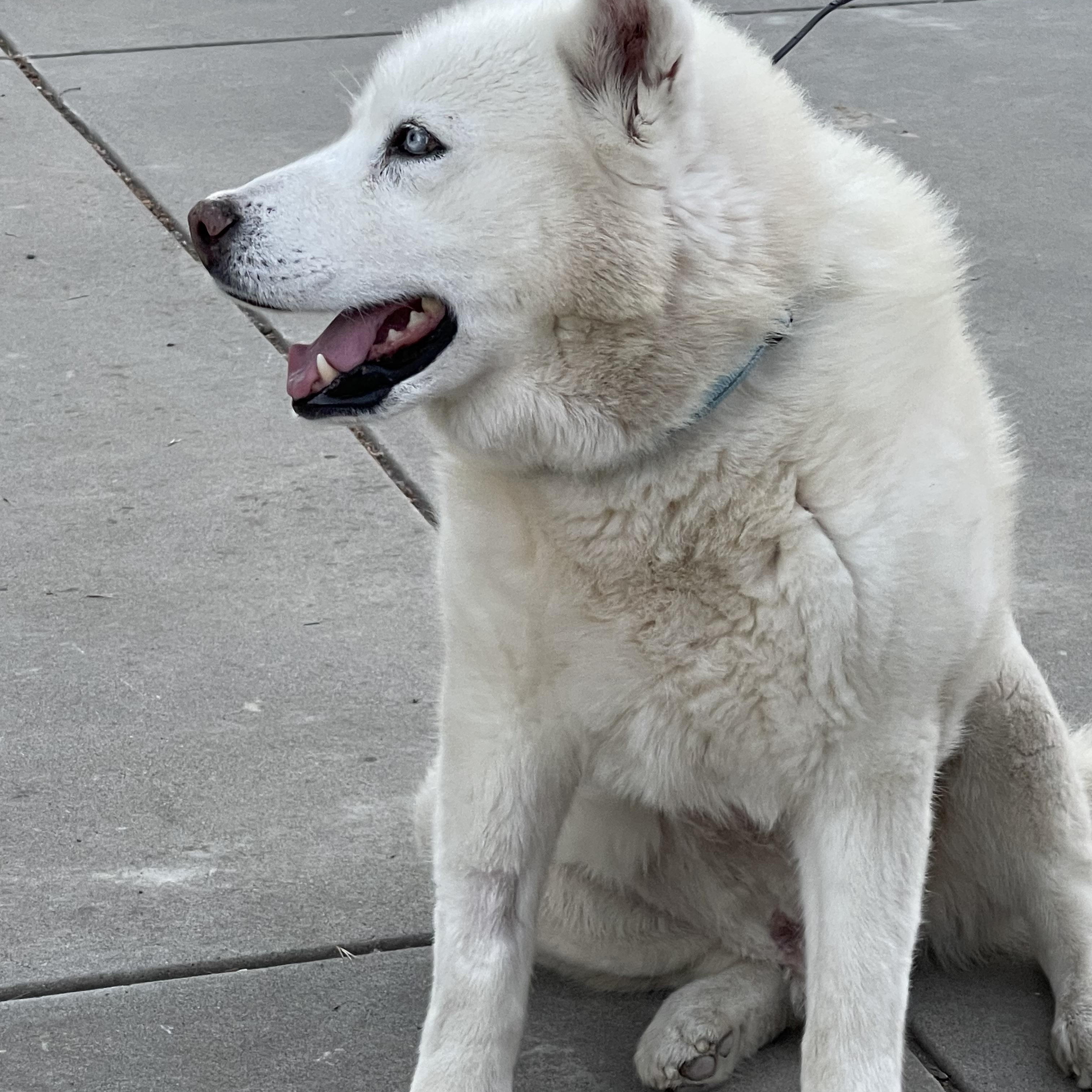 Enlarge Cedric, a ADOPTABLE mixed breed in Gilroy, CA image 2/4
