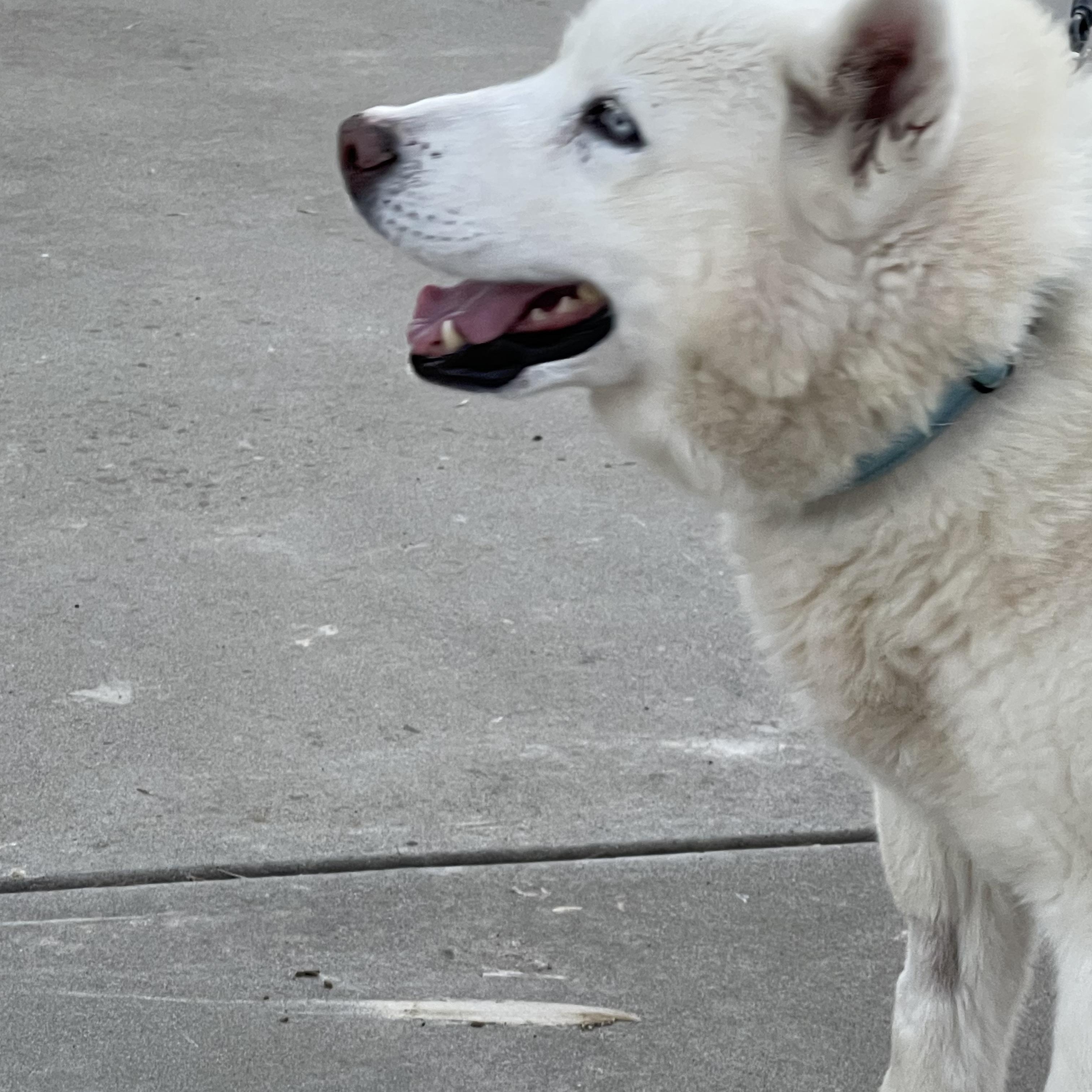 Enlarge Cedric, a ADOPTABLE mixed breed in Gilroy, CA image 3/4