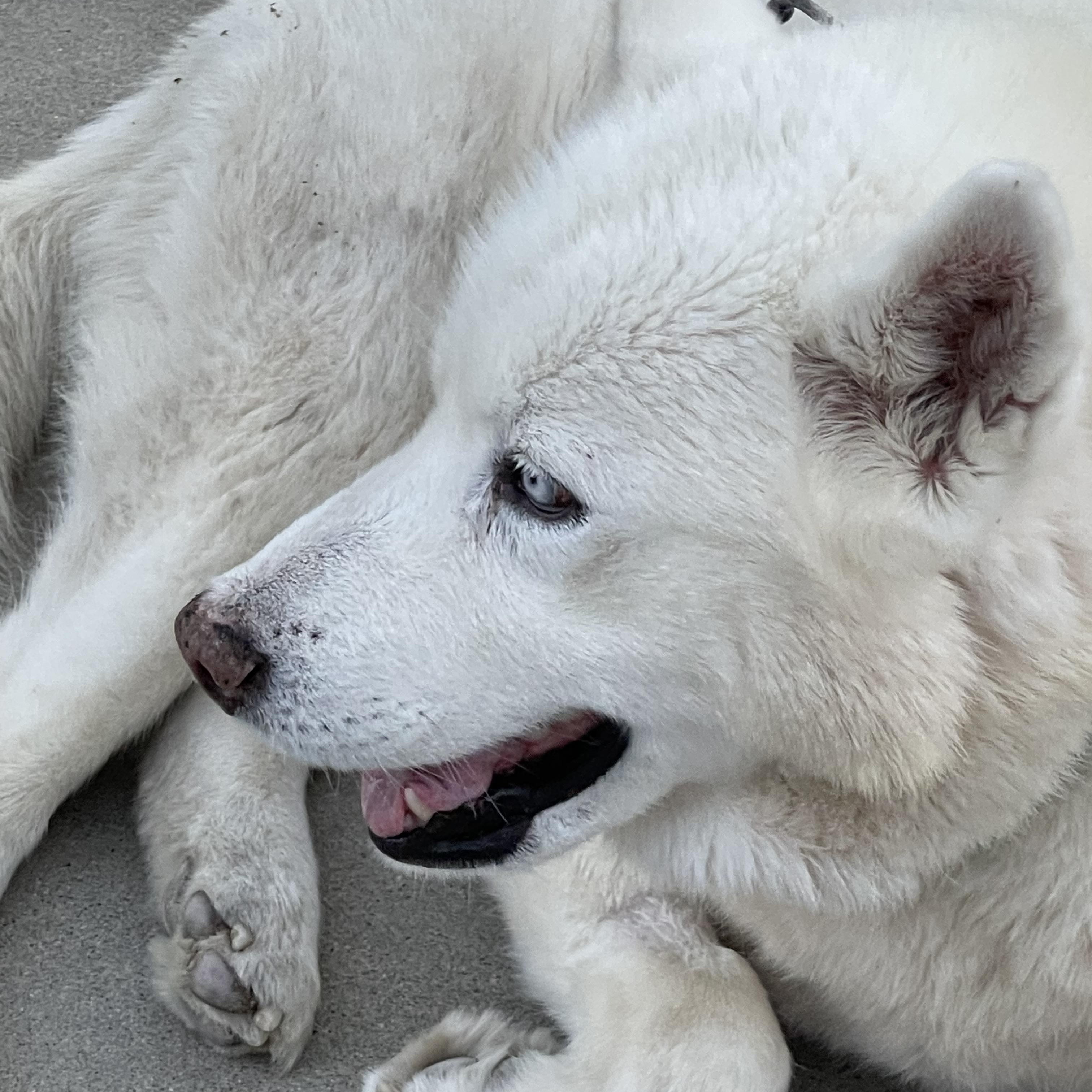 Enlarge Cedric, a ADOPTABLE mixed breed in Gilroy, CA image 4/4