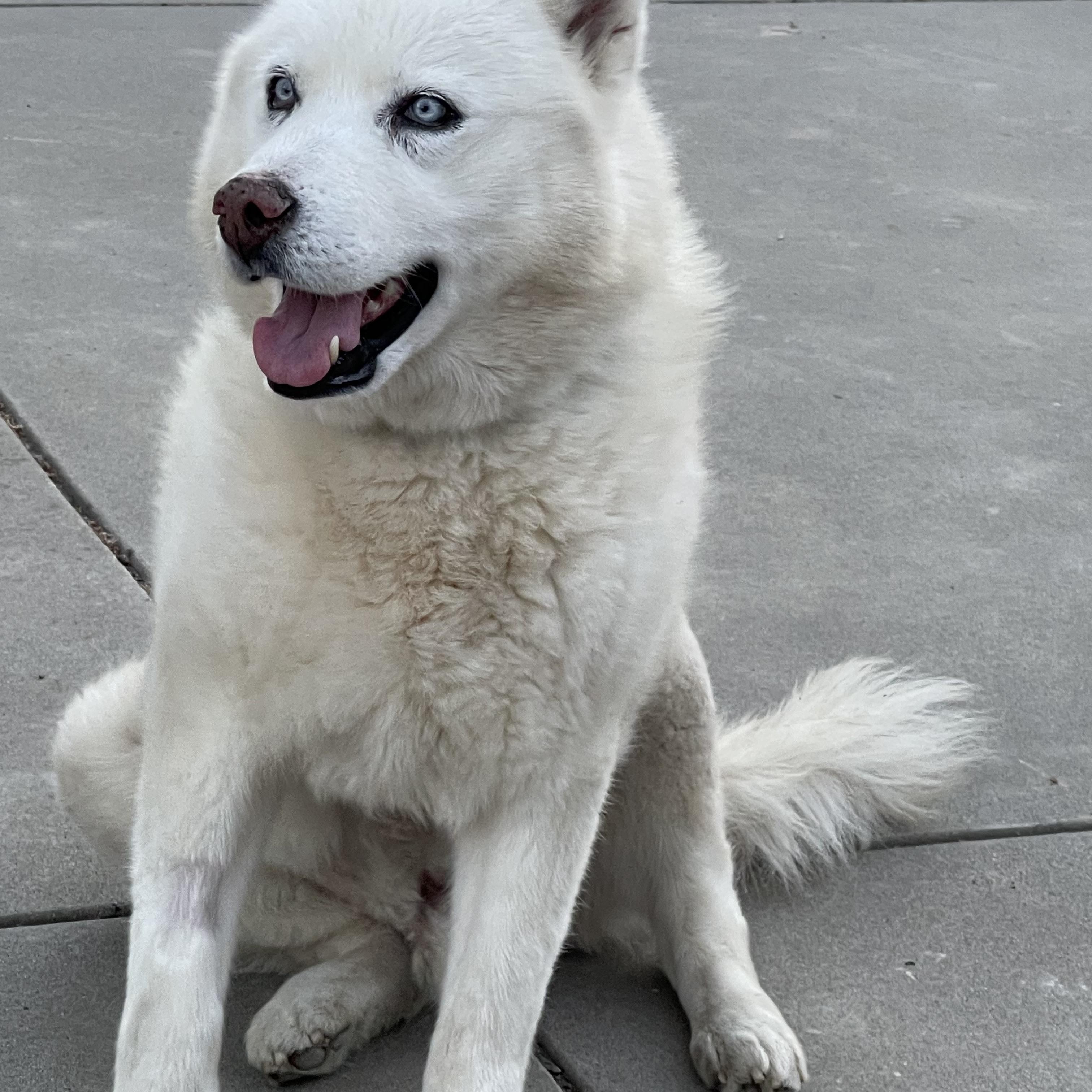 Cedric, ADOPTABLE, Adult Male Siberian Husky.