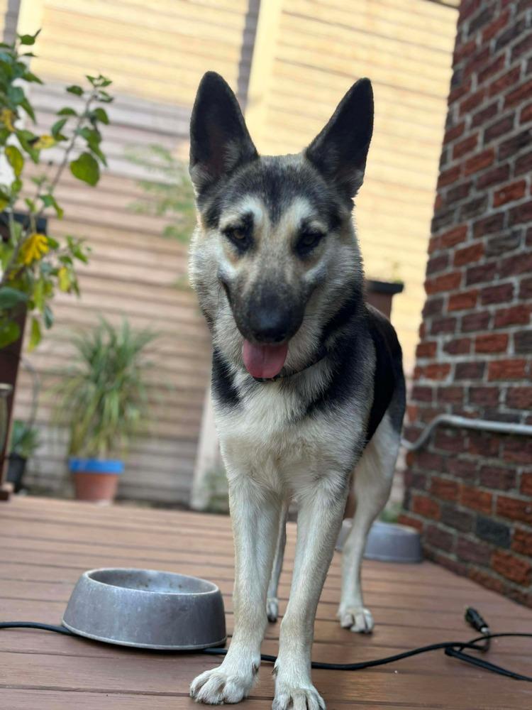 Enlarge Maxine Marie, a Adopted German Shepherd Dog in Sealy, TX image 1/6