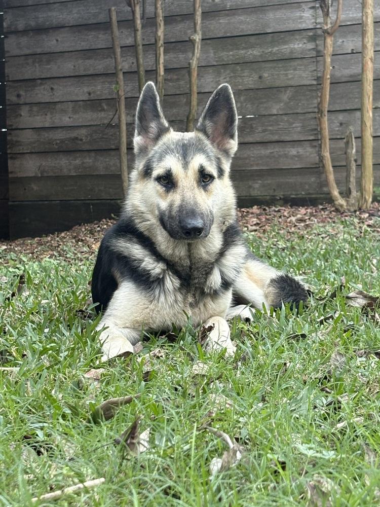 Enlarge Maxine Marie, a Adopted German Shepherd Dog in Sealy, TX image 2/6