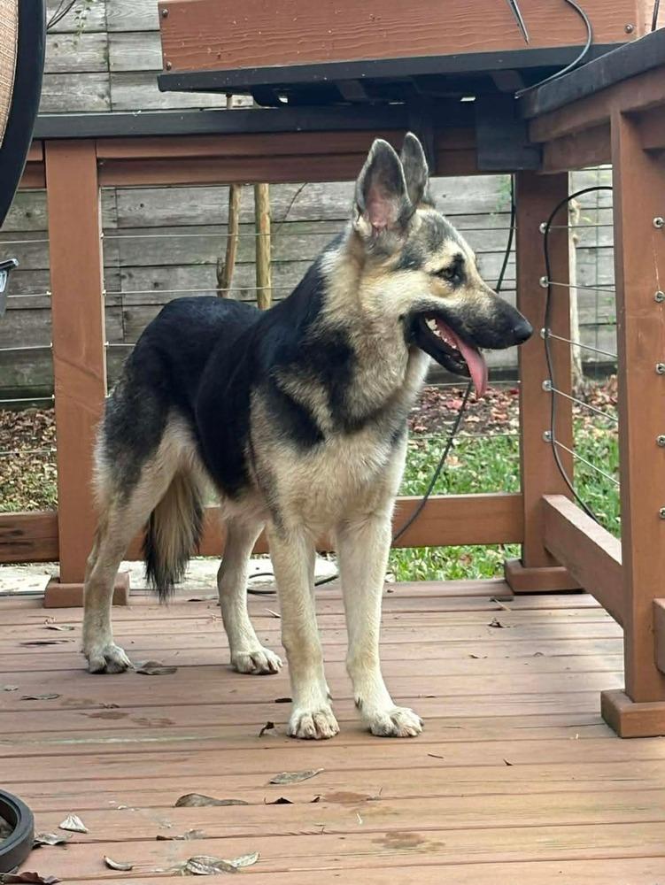 Enlarge Maxine Marie, a Adopted German Shepherd Dog in Sealy, TX image 3/6