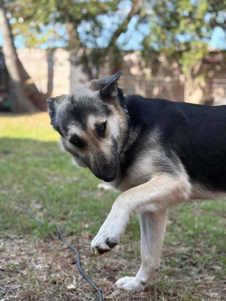 Enlarge Maxine Marie, a Adopted German Shepherd Dog in Sealy, TX image 4/6