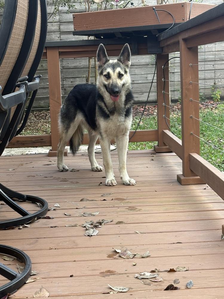 Enlarge Maxine Marie, a Adopted German Shepherd Dog in Sealy, TX image 5/6