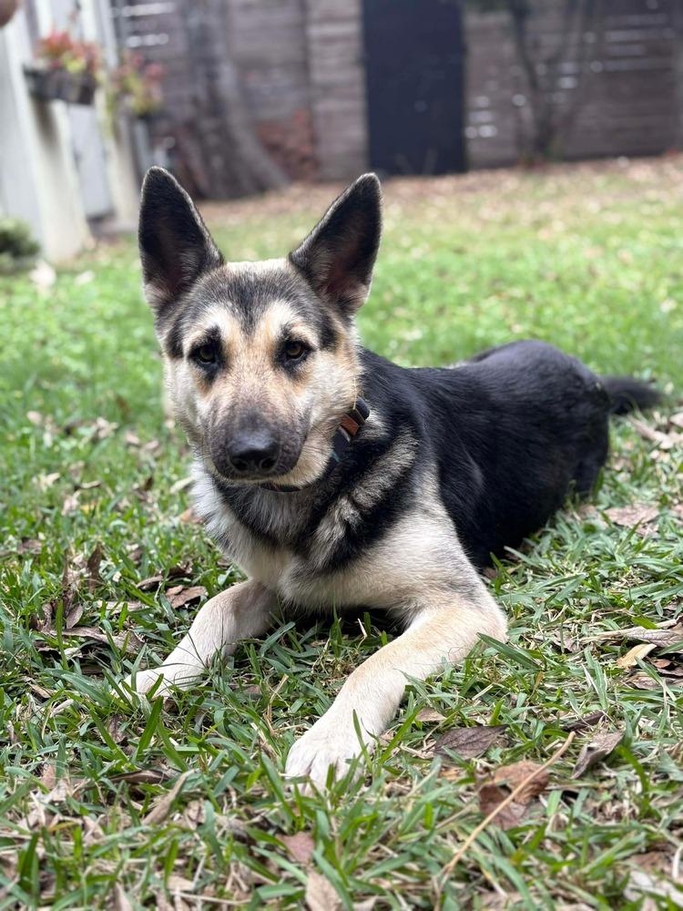 Enlarge Maxine Marie, a Adopted German Shepherd Dog in Sealy, TX image 6/6