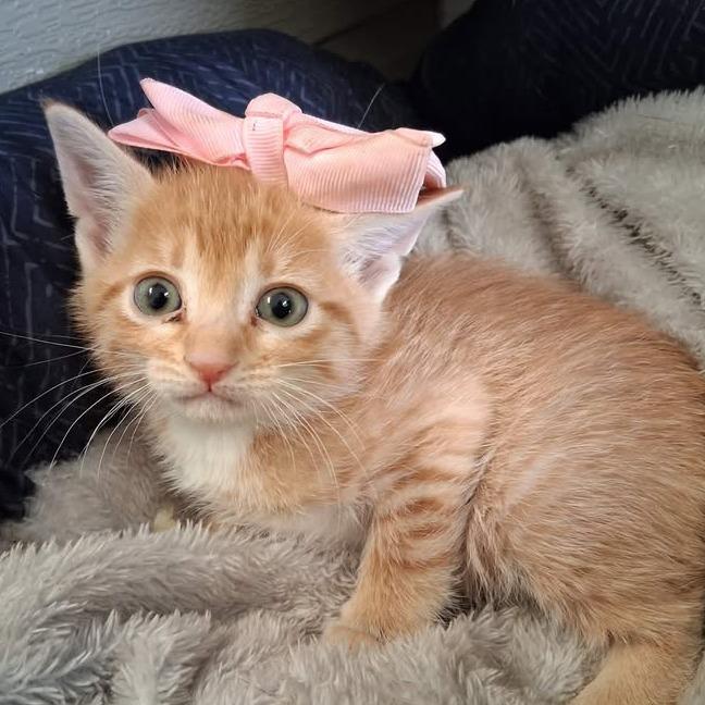 F106, ADOPTABLE, Kitten Female Domestic Short Hair.