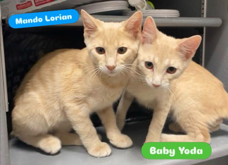 Enlarge Mando Lorian, a Adoptable Domestic Short Hair in Clarksville, TN image 1/6