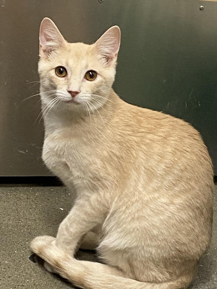 Enlarge Mando Lorian, a Adoptable Domestic Short Hair in Clarksville, TN image 2/6