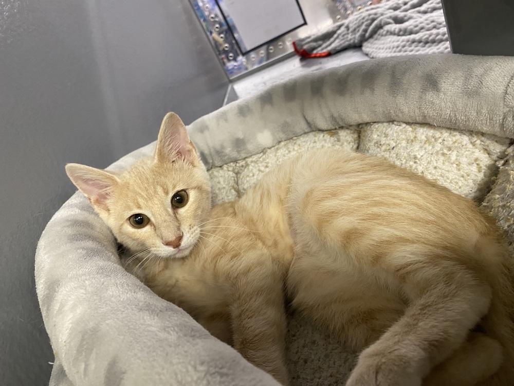 Enlarge Mando Lorian, a Adoptable Domestic Short Hair in Clarksville, TN image 3/6