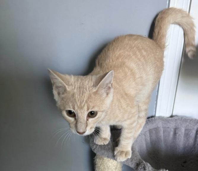 Enlarge Mando Lorian, a Adoptable Domestic Short Hair in Clarksville, TN image 4/6