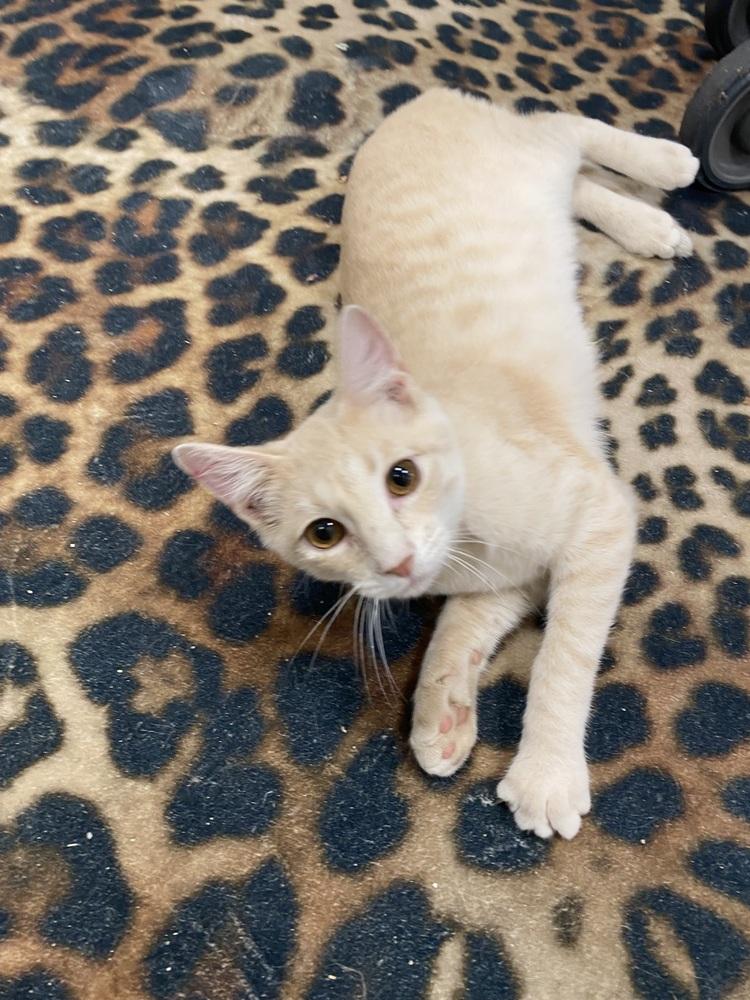 Enlarge Mando Lorian, a Adoptable Domestic Short Hair in Clarksville, TN image 5/6