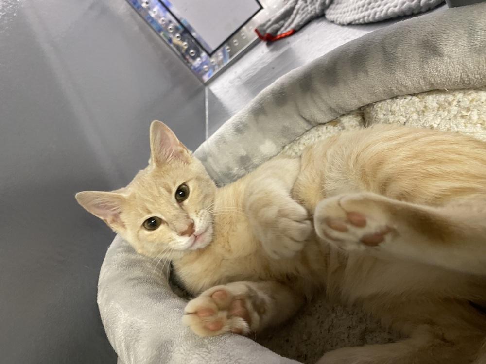 Enlarge Mando Lorian, a Adoptable Domestic Short Hair in Clarksville, TN image 6/6