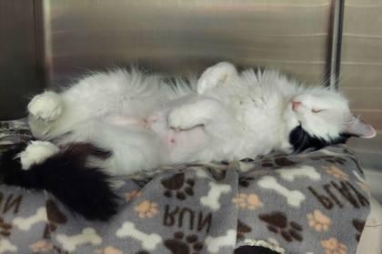 French Fry, Adoptable, Young Female Domestic Long Hair & Domestic Short Hair.