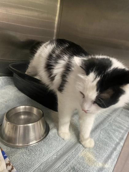 Enlarge French Fry, a Adoptable mixed breed in Hobart, IN image 2/3