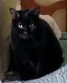 Enlarge GRACIE, a Adoptable Domestic Short Hair in Taunton, MA image 1/1