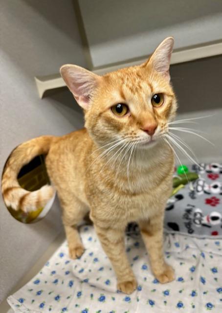 Enlarge Pumpkin, a Adoptable Domestic Short Hair in Winter Haven, FL image 1/1