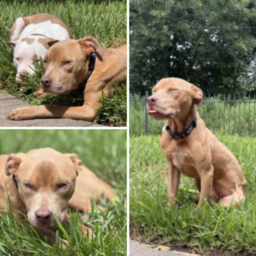 KNOX, Adoptable, Young Male Staffordshire Bull Terrier & Mixed Breed.