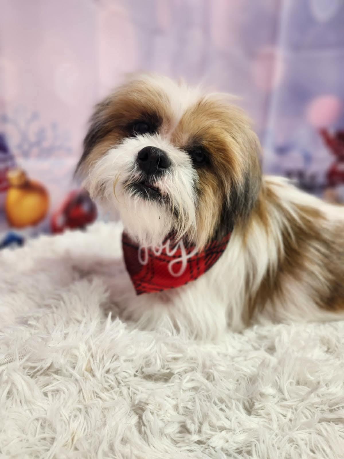 Lucky!, ADOPTABLE, Adult Male Shih Tzu & Lhasa Apso.