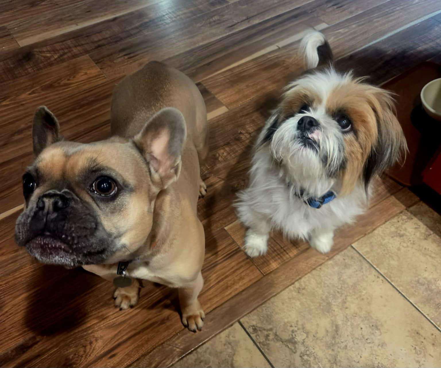 Enlarge Lucky!, an adopted mixed breed in Roseville, CA image 2/4