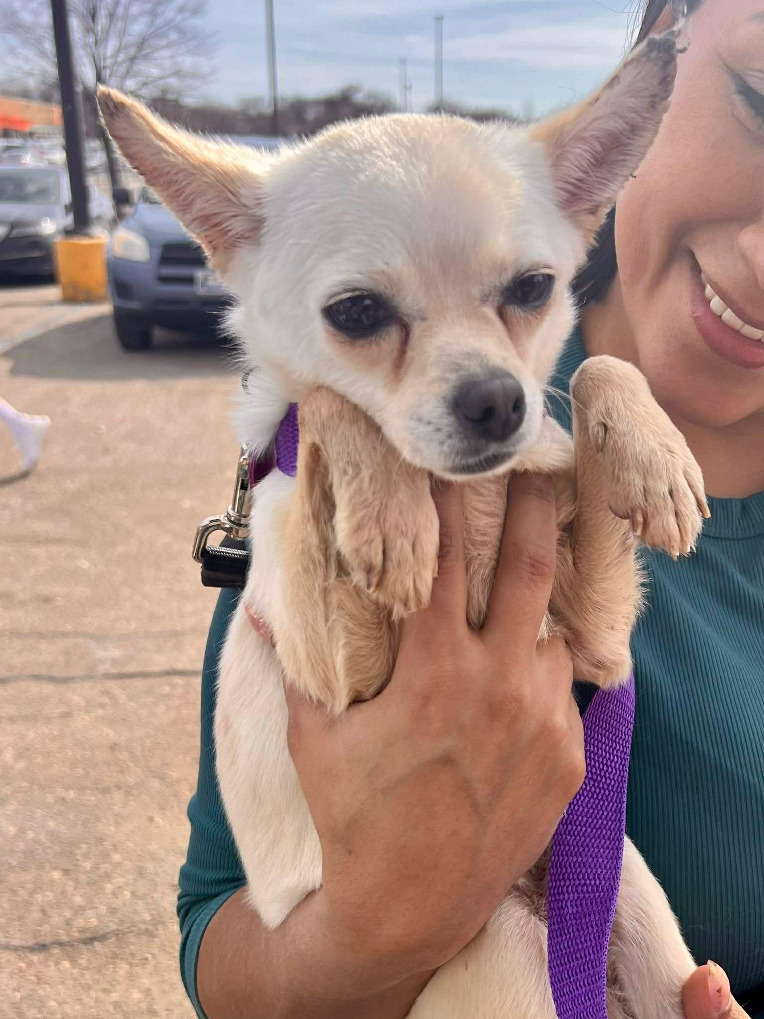 Niko, Adoptable, Young Male Chihuahua.