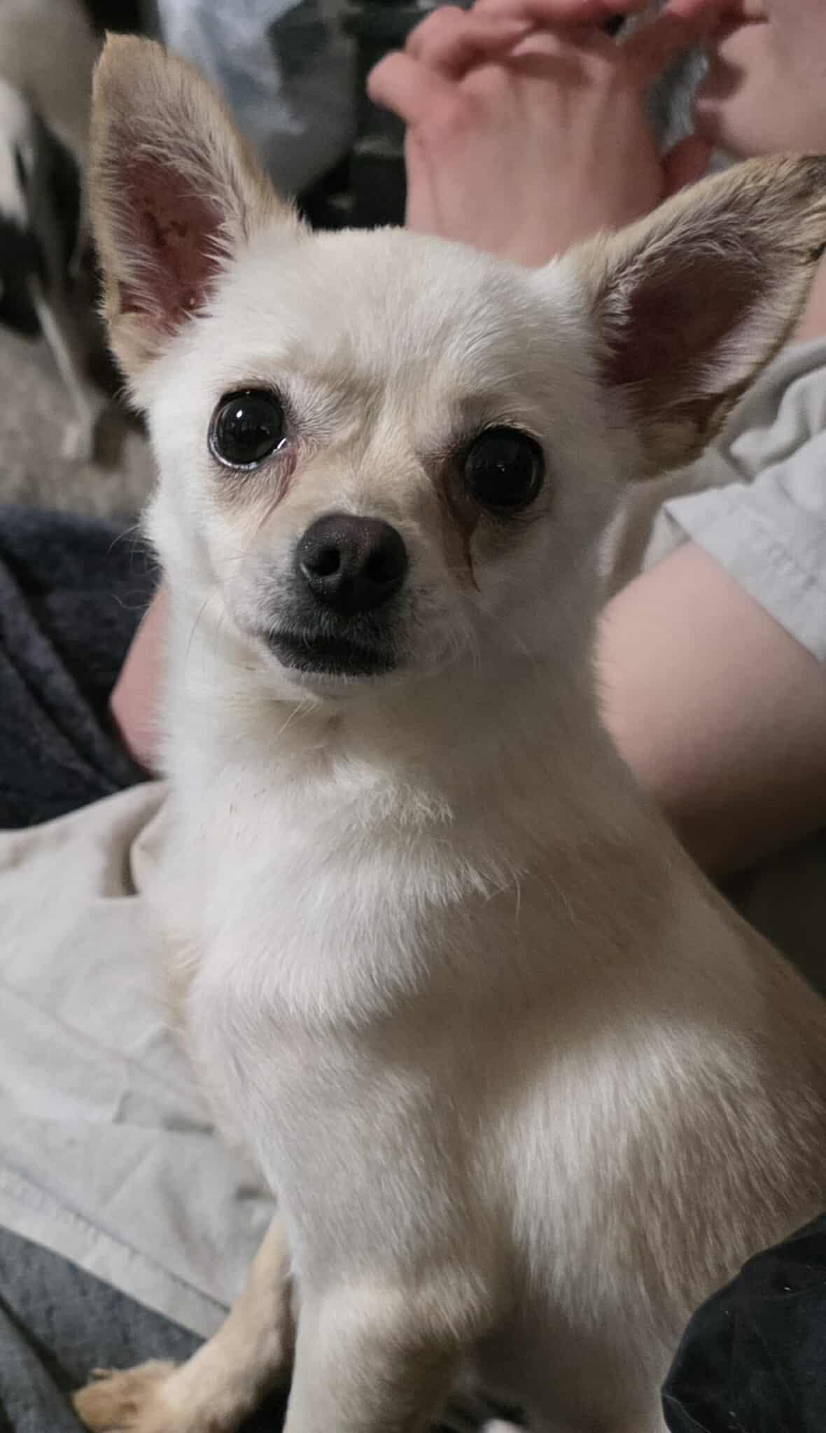 Niko, Adoptable, Adult Male Chihuahua.