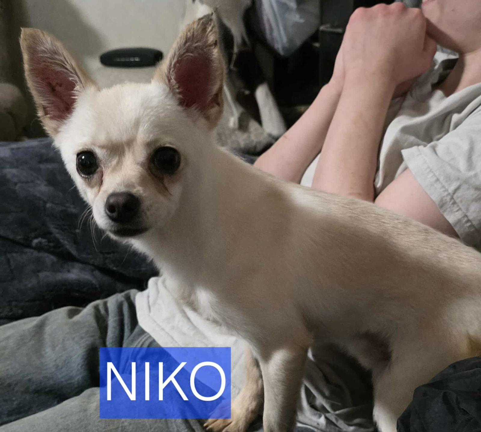 Enlarge Niko, a Adoptable Chihuahua in Minneapolis, MN image 2/4