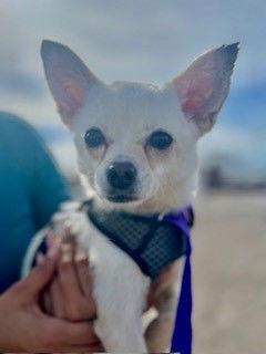Enlarge Niko, a Adoptable Chihuahua in Minneapolis, MN image 3/4