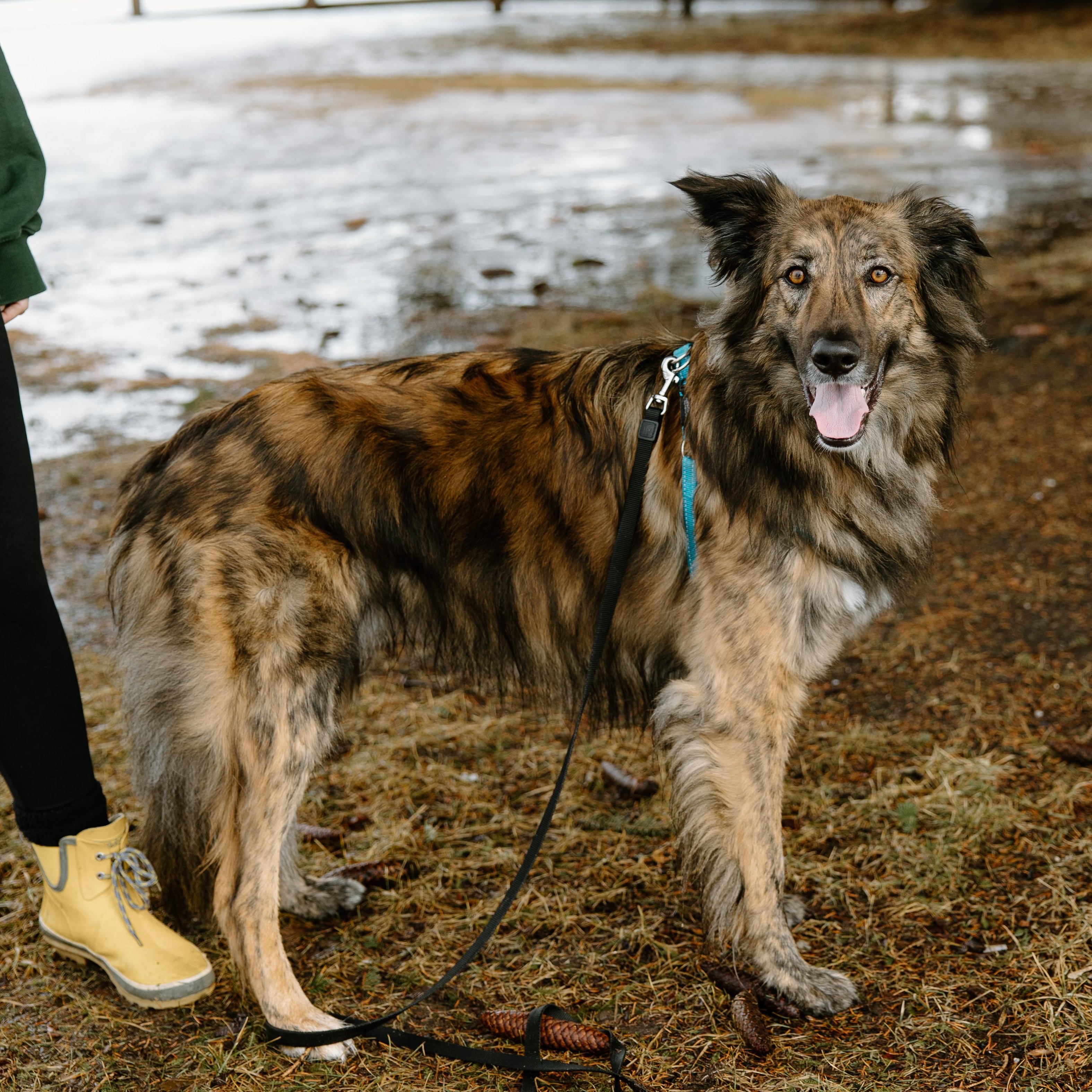 Enlarge Cosmo, a Adoptable mixed breed in Mississauga, ON image 3/6