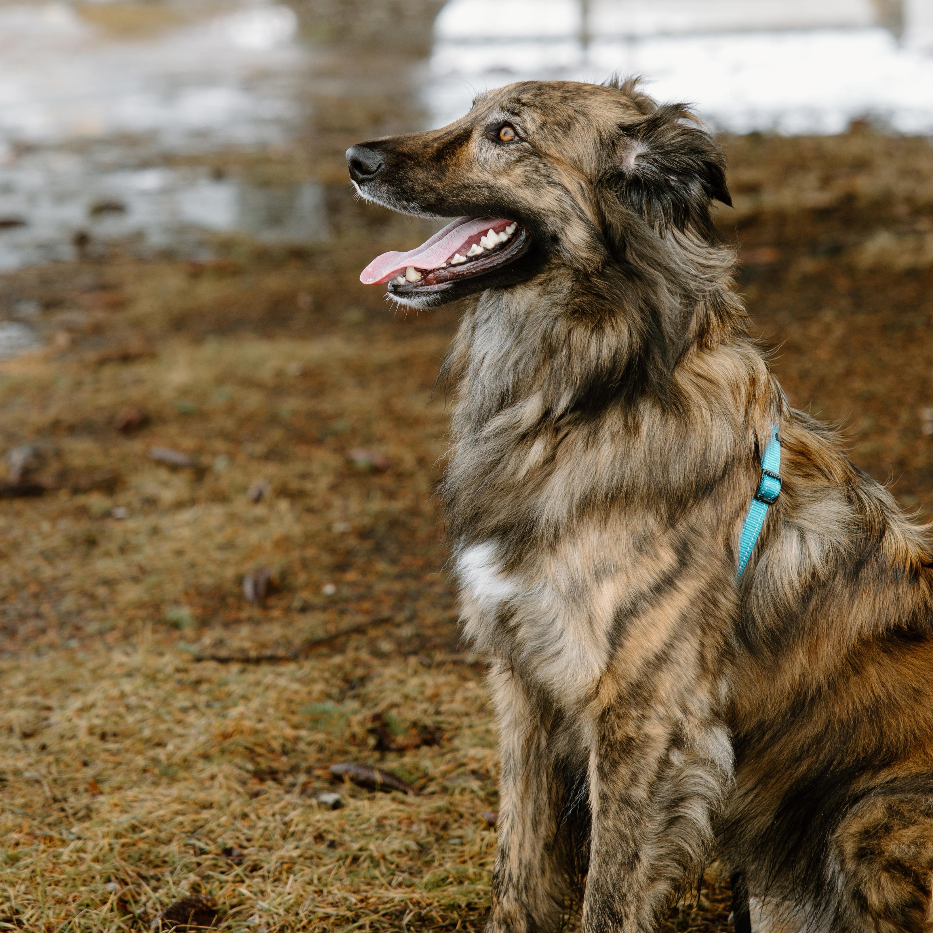 Enlarge Cosmo, a Adoptable mixed breed in Mississauga, ON image 4/6