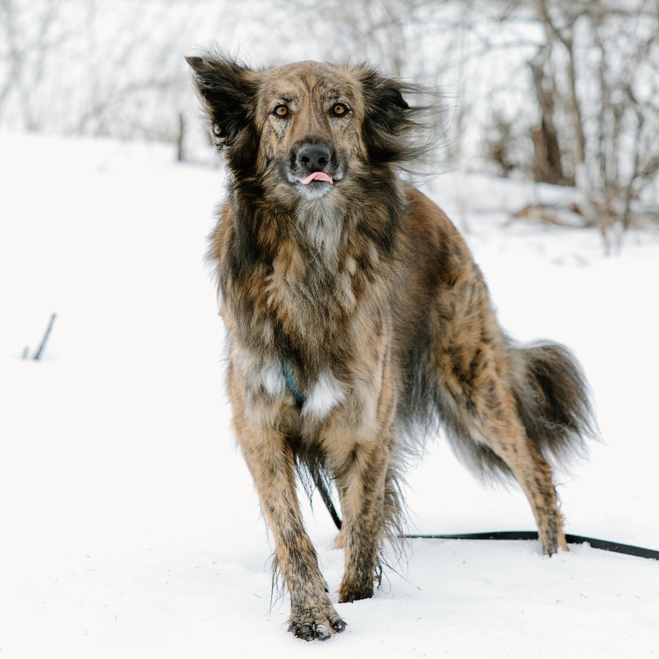 Enlarge Cosmo, a Adoptable mixed breed in Mississauga, ON image 5/6
