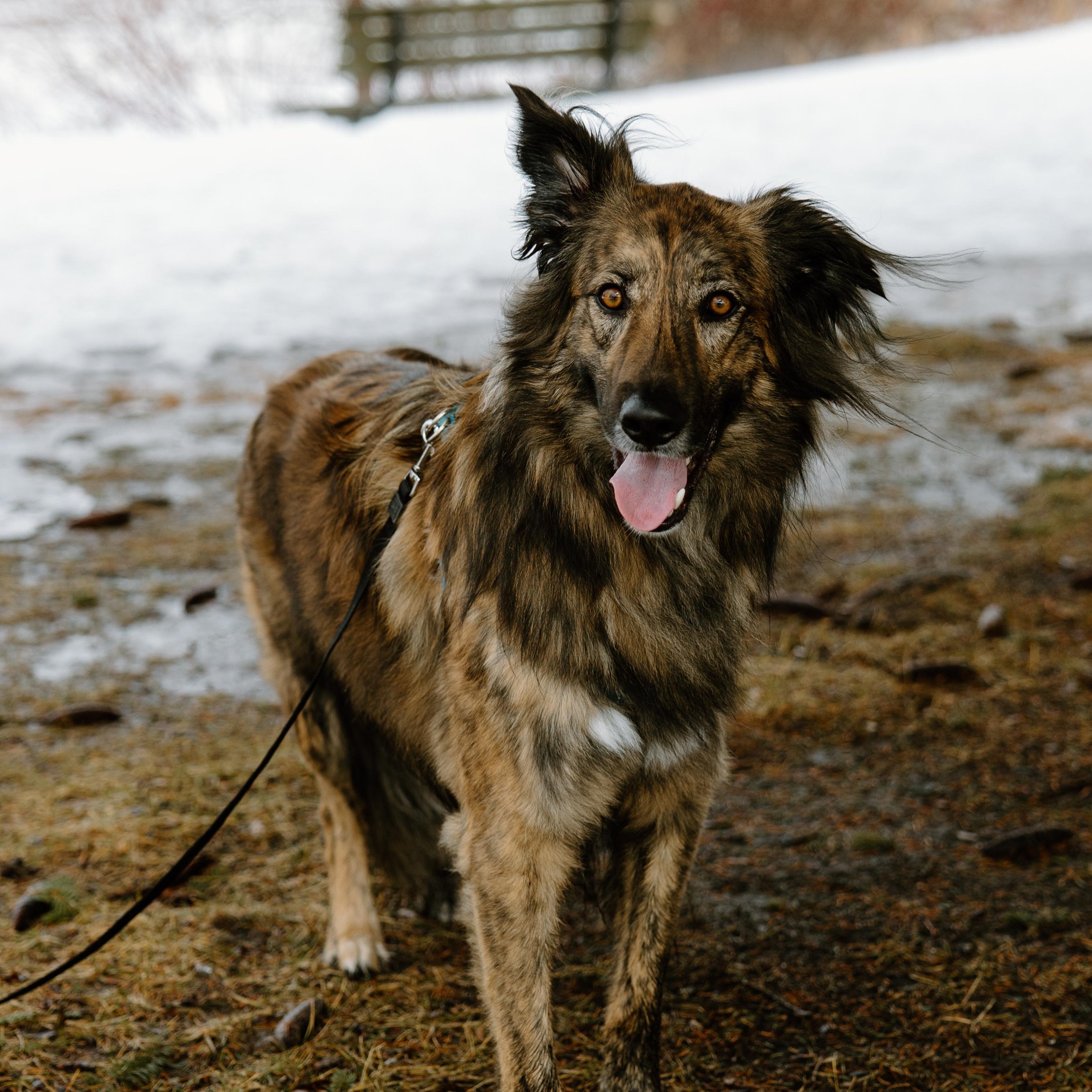 Enlarge Cosmo, a Adoptable mixed breed in Mississauga, ON image 2/6