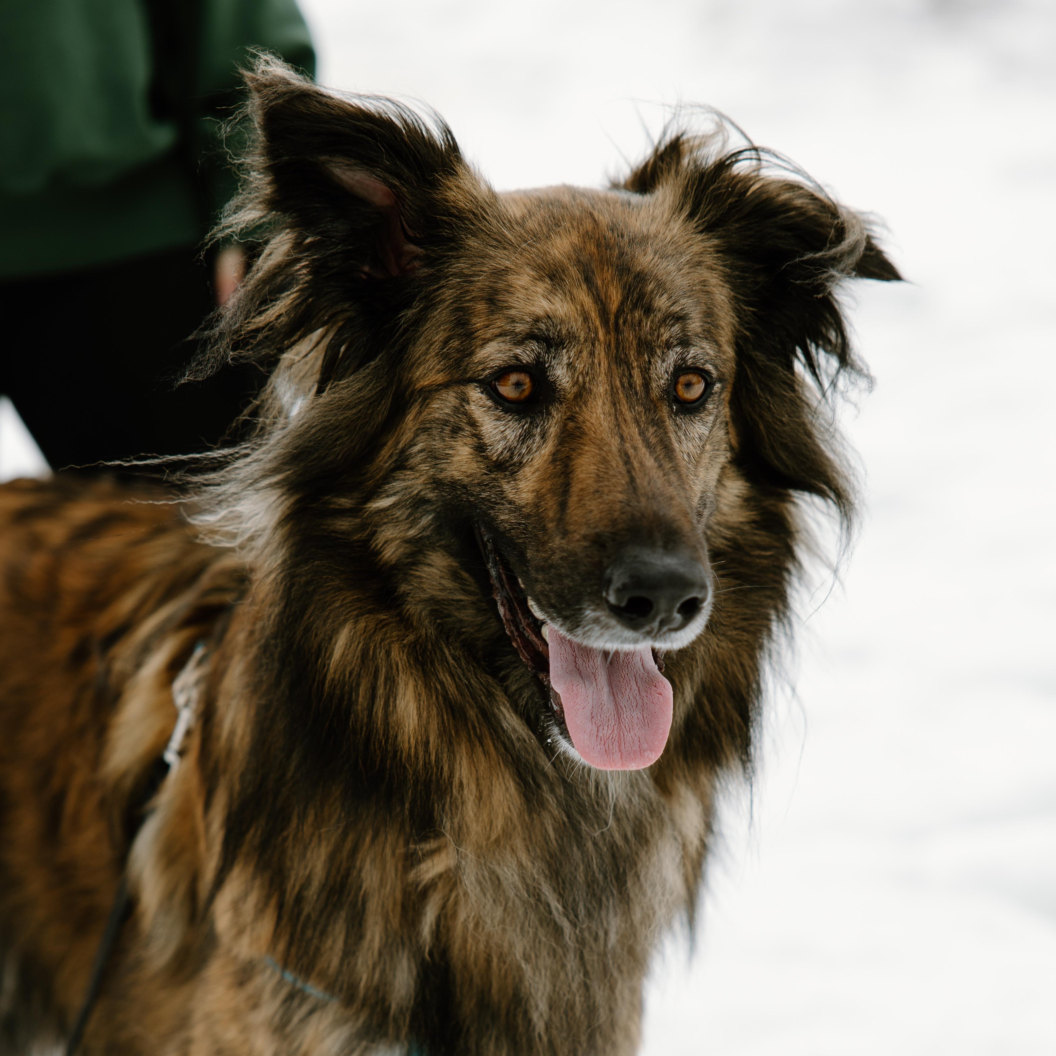 Enlarge Cosmo, a Adoptable mixed breed in Mississauga, ON image 6/6