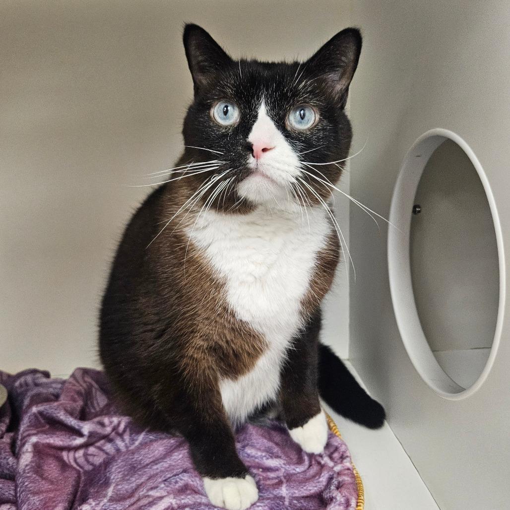 Devon, Adoptable, Adult Male Domestic Short Hair.