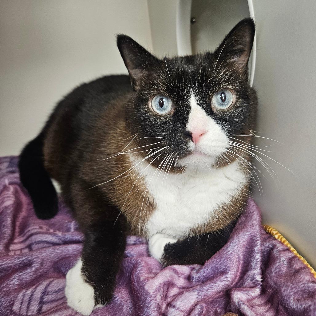 Enlarge Devon, a Adoptable Domestic Short Hair in Champaign, IL image 2/5