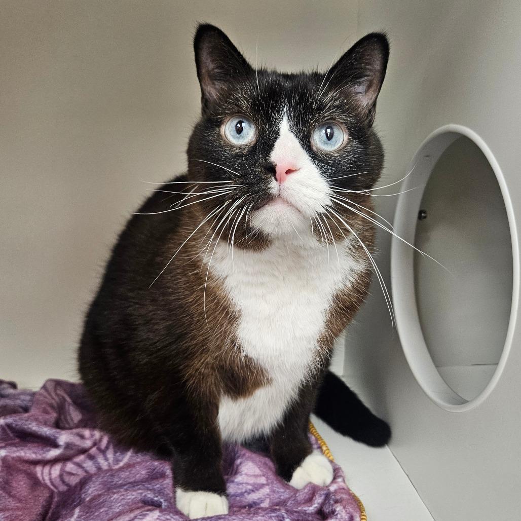 Enlarge Devon, a Adoptable Domestic Short Hair in Champaign, IL image 3/5