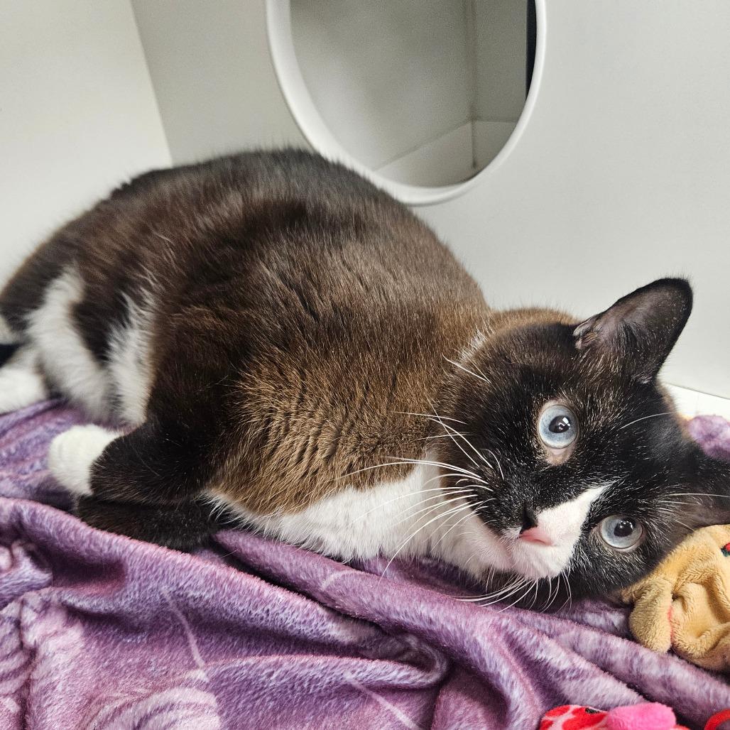 Enlarge Devon, a Adoptable Domestic Short Hair in Champaign, IL image 4/5