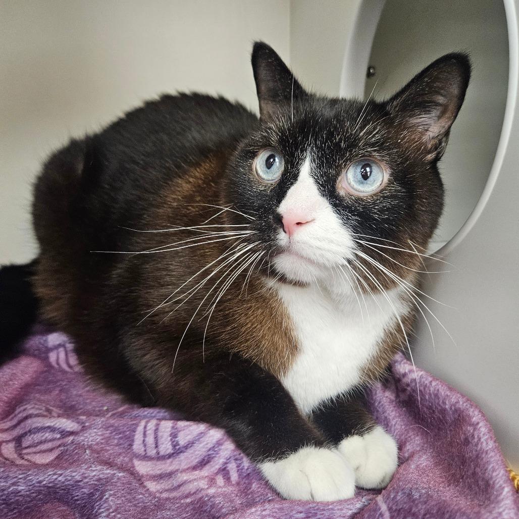 Enlarge Devon, a Adoptable Domestic Short Hair in Champaign, IL image 5/5