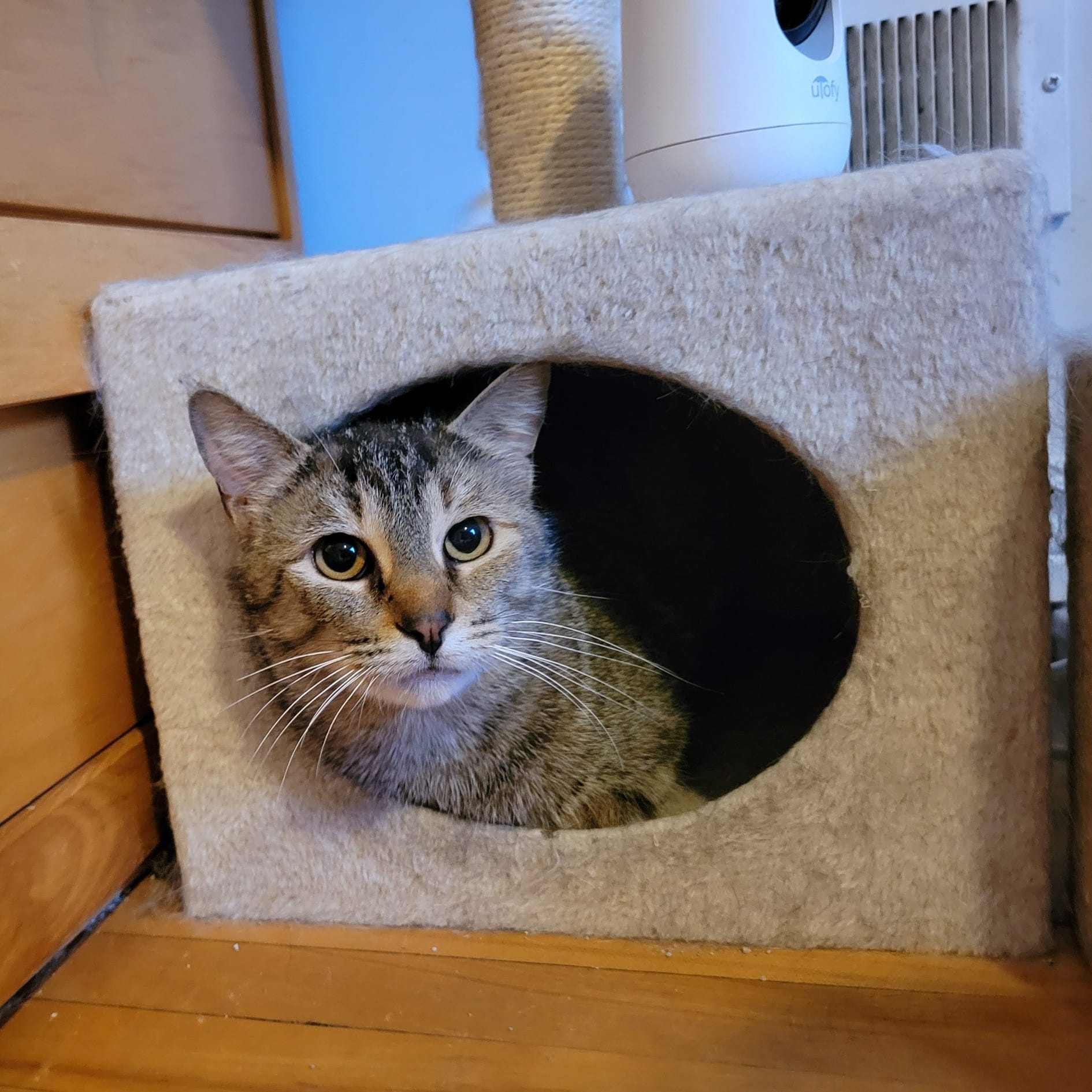 Enlarge Moira, a Adoptable Domestic Short Hair in Spencerville, ON image 2/7