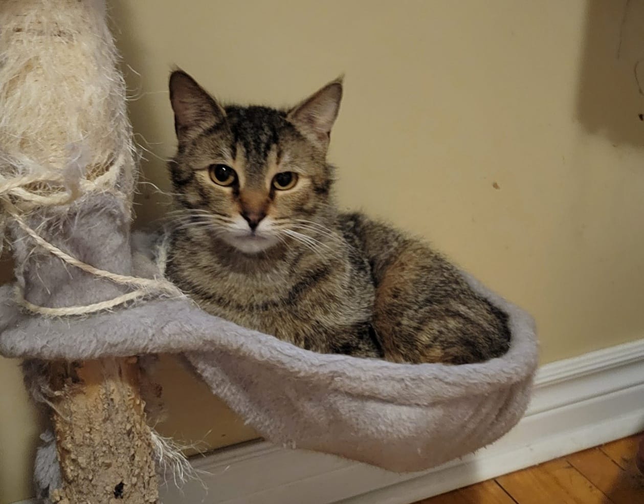 Enlarge Moira, a Adoptable Domestic Short Hair in Spencerville, ON image 1/7