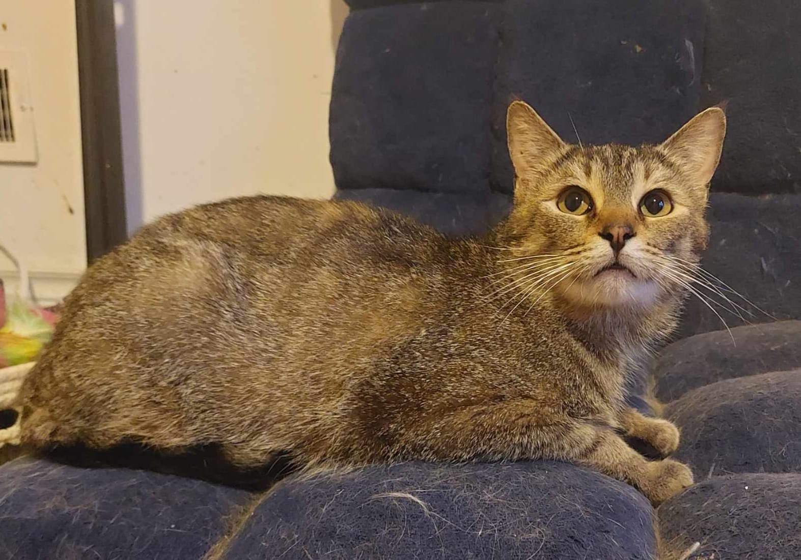 Enlarge Moira, a Adoptable Domestic Short Hair in Spencerville, ON image 5/7