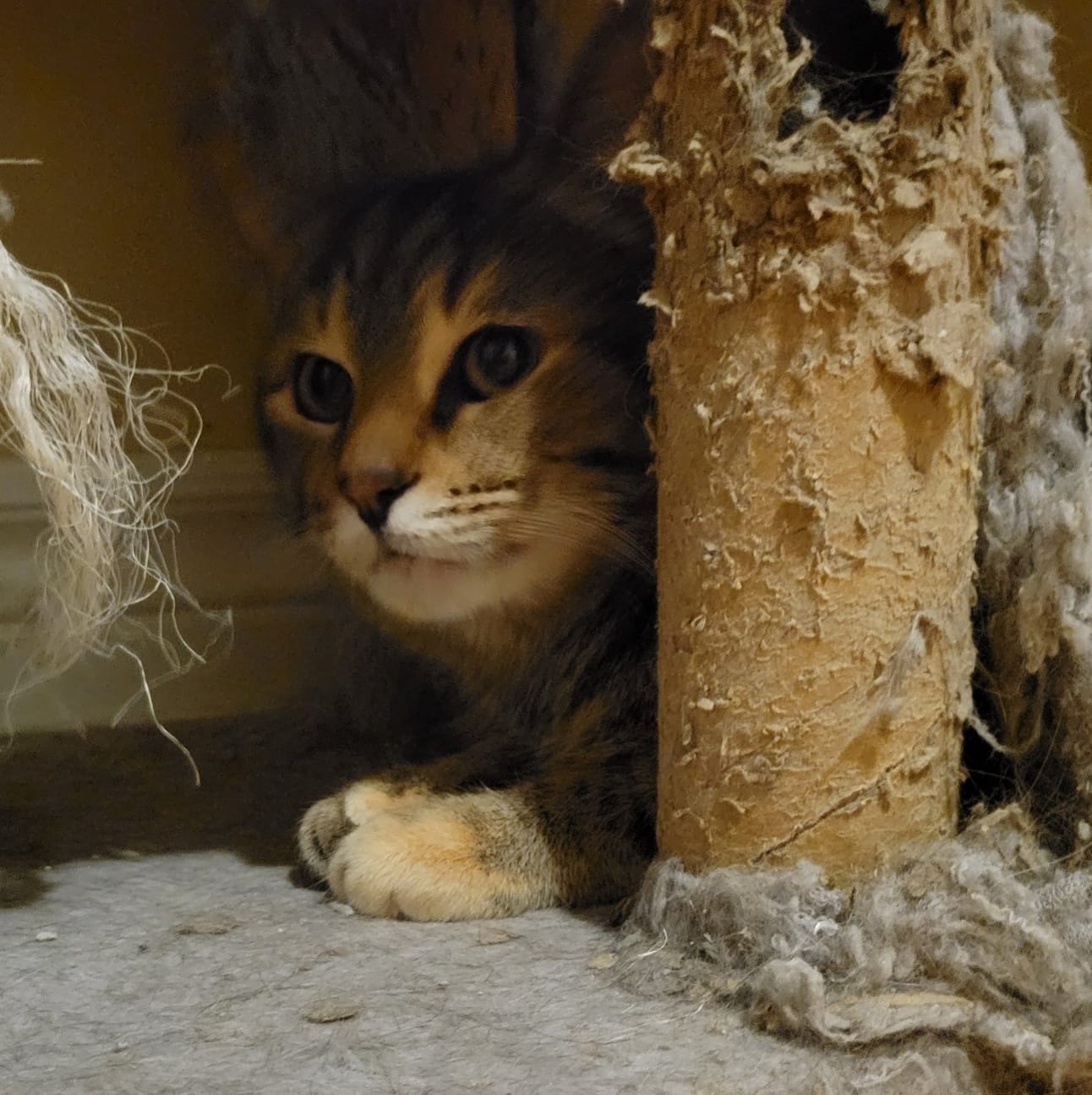 Enlarge Moira, a Adoptable Domestic Short Hair in Spencerville, ON image 6/7