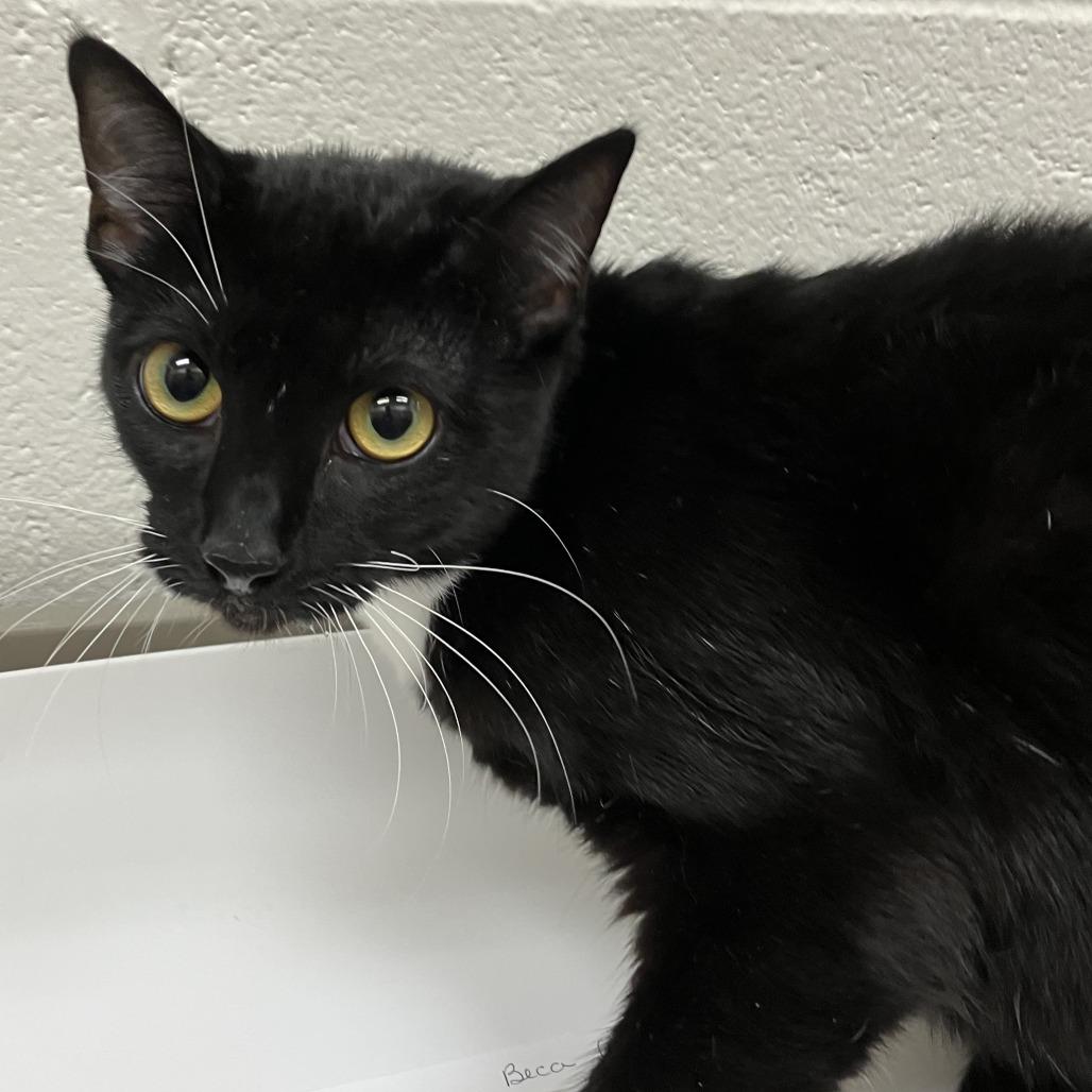 Beca, Adoptable, Adult Female Domestic Short Hair.
