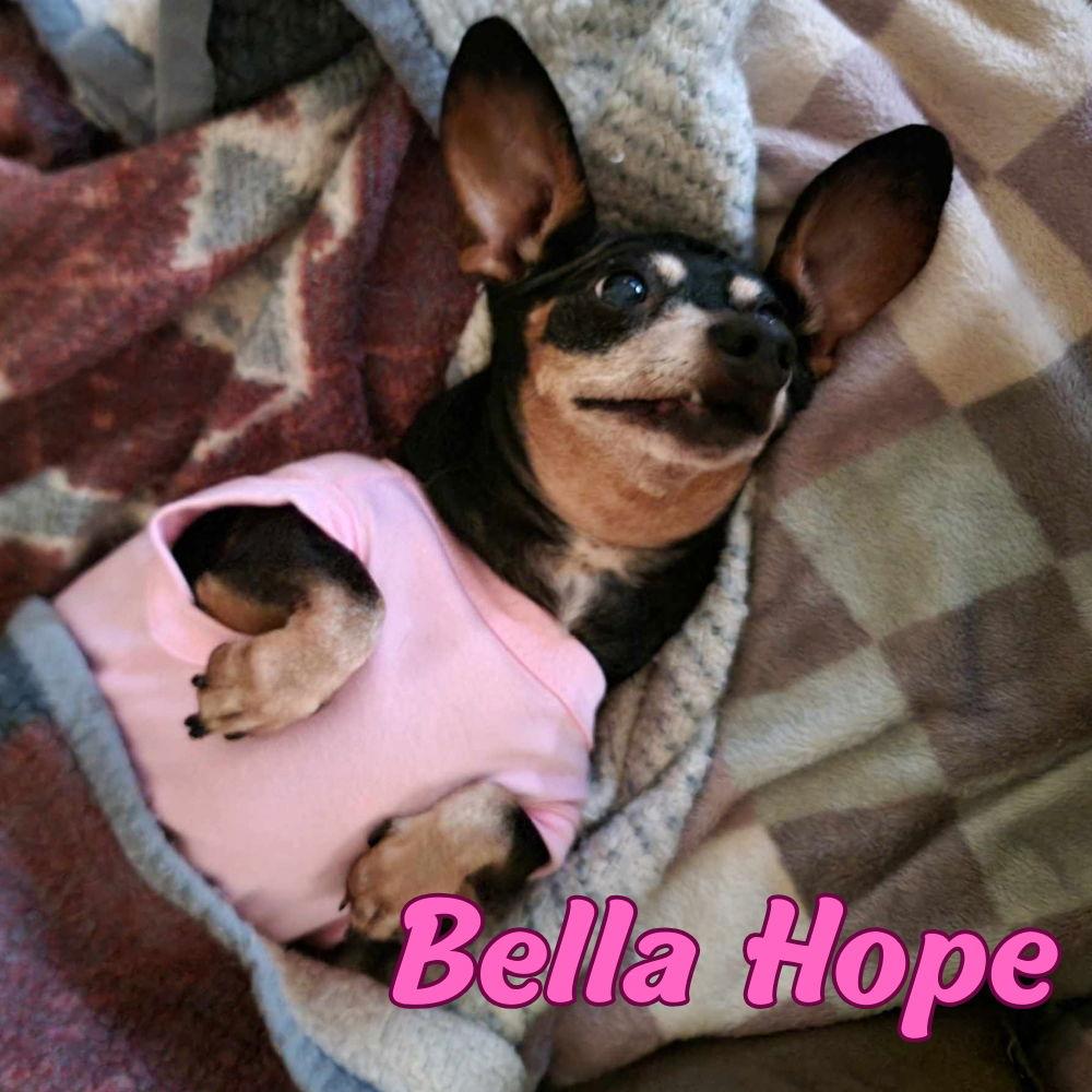 Enlarge Bella Hope Diamond, a Adoptable Dachshund in San Antonio, TX image 2/3