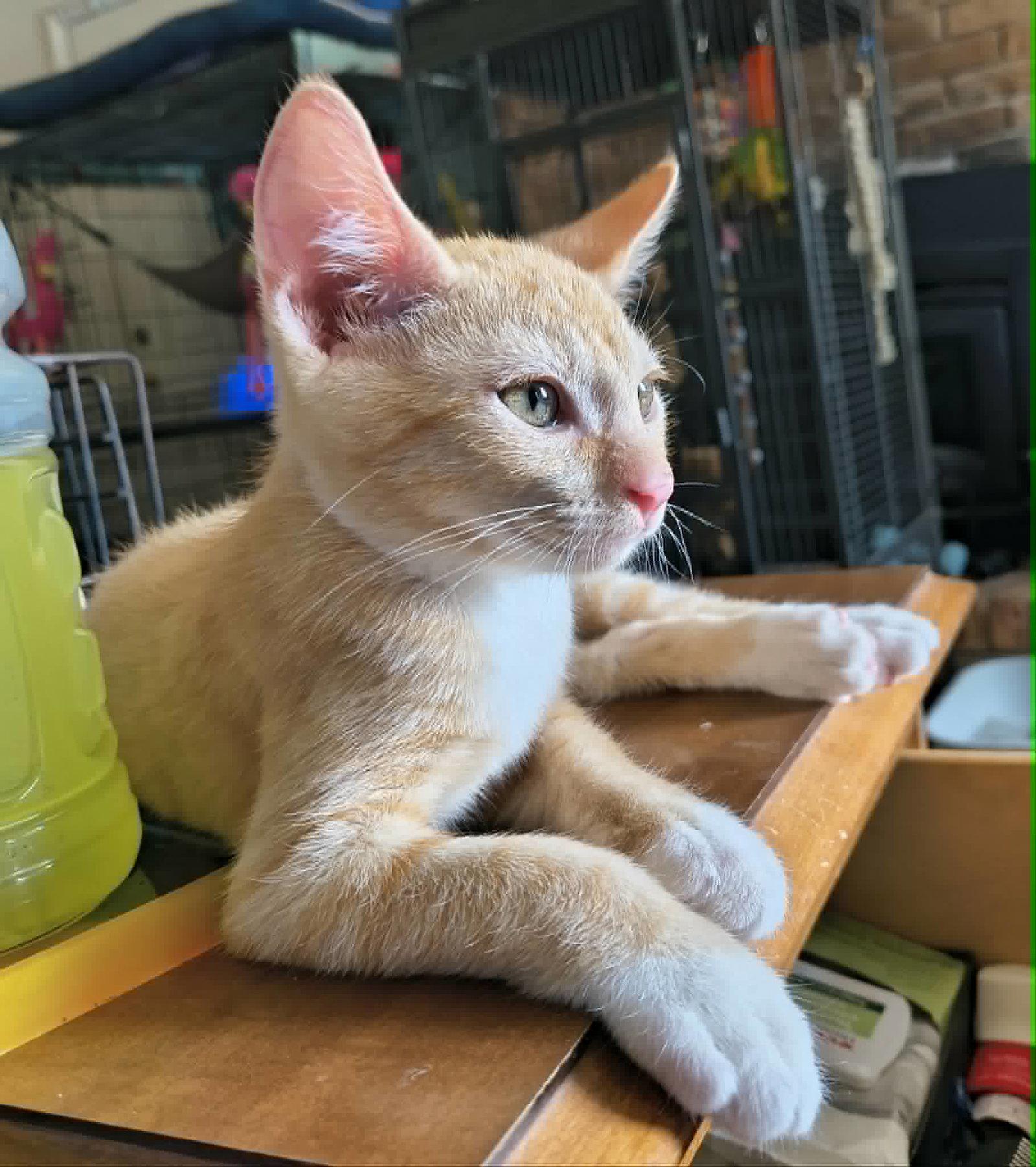 Polystyrene, Adopted, Young Male Domestic Short Hair.
